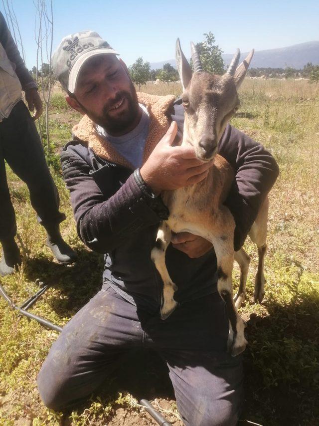 Köpeklerin kovaladığı geyik yavrusunu vatandaşlar kurtardı