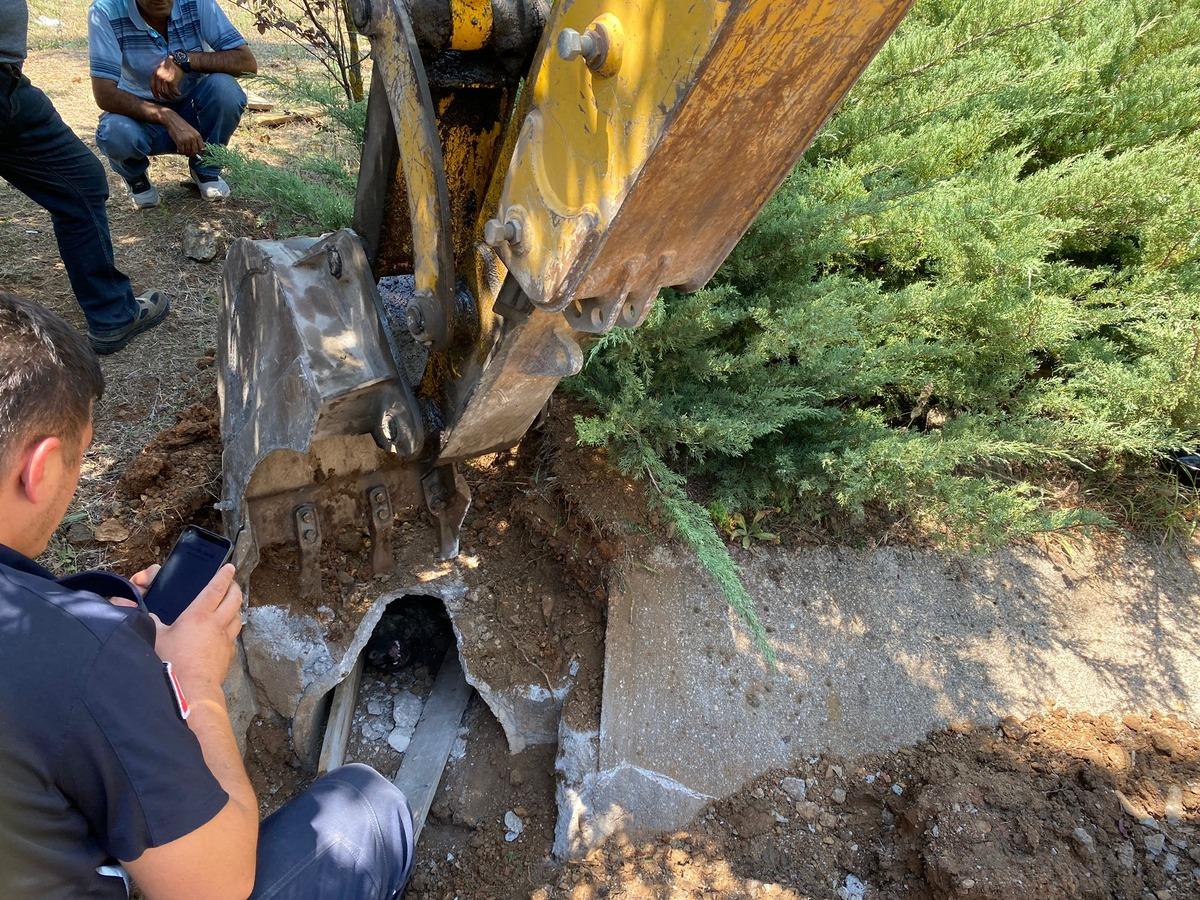 Bursa'da zifte yapışan 4 k&ouml;pek kurtarıldı, 3'&uuml; telef oldu