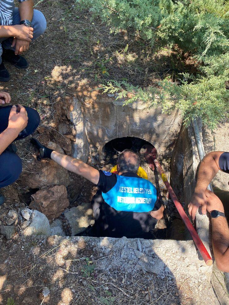 Bursa'da zifte yapışan 4 köpek kurtarıldı, 3'ü telef oldu G1