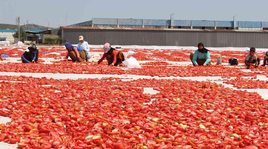 Kırmızı altın!  Türkiye'den 106 ülkeye satılıyor