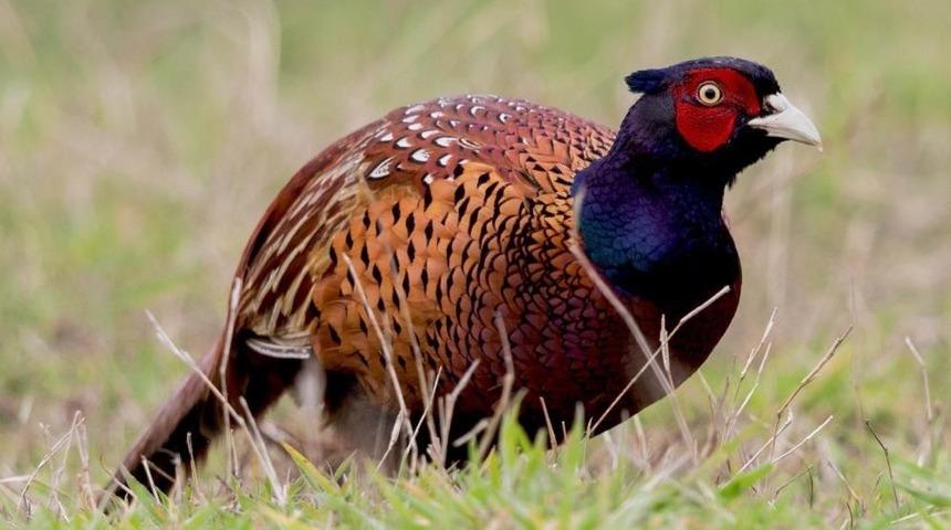 Ölümler arttı, Samsun'dan tüm Türkiye'ye gönderilmeye başlandı! Kabusa karşı yeni çözüm