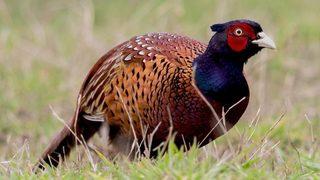 Ölümler arttı, Samsun'dan tüm Türkiye'ye gönderilmeye başlandı! Kabusa karşı yeni çözüm