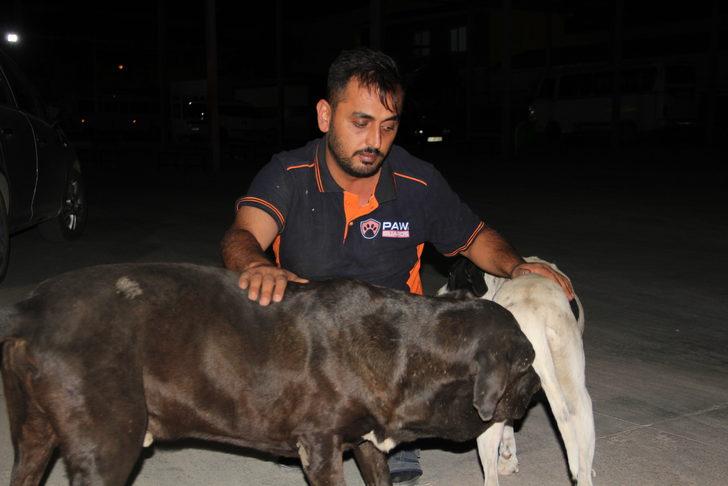 Hatay'da 5 köpek yavrusunun telef edilmiş halde bulunmasıyla ilgili soruşturma sürüyor G2