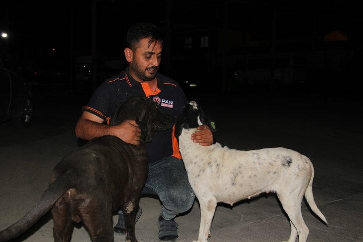 Hatay'da 5 köpek yavrusunun telef edilmiş halde bulunmasıyla ilgili soruşturma sürüyor G3