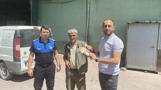 Sakarya'da bulunan yaralı peçeli baykuş koruma altına alındı
