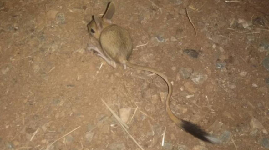 Kahramanmaraş'ta görüntülendi! Dünyanın en ilginç hayvanı hiç su içmeden yaşıyor