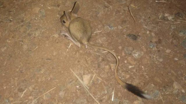 Kahramanmaraş'ta görüntülendi! Dünyanın en ilginç hayvanı hiç su içmeden yaşıyor