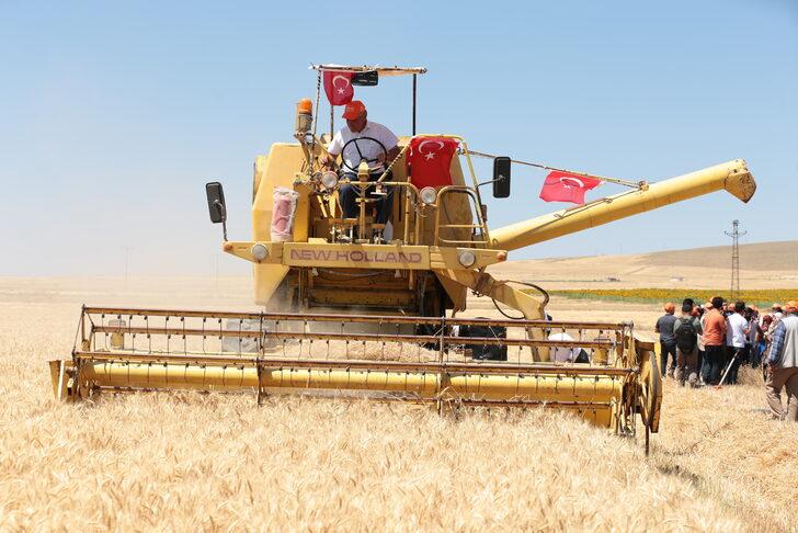 Aksaray'da deneme ekimi yapılan yerli ekmeklik buğday "Halis" hasat edildi G1
