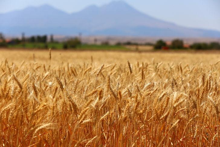 Aksaray'da deneme ekimi yapılan yerli ekmeklik buğday "Halis" hasat edildi G2
