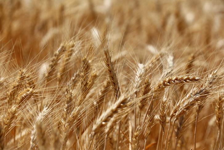 Aksaray'da deneme ekimi yapılan yerli ekmeklik buğday "Halis" hasat edildi G3