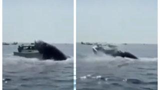 Denizden bir anda çıkan kambur balina tekneye çarptı! Korku dolu anlar yaşattı