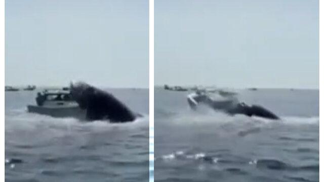 Denizden bir anda çıkan kambur balina tekneye çarptı! Korku dolu anlar yaşattı