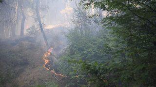 Edirne'de çıkan orman yangını söndürüldü