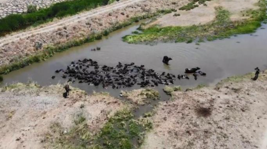Afrika değil Erzurum! Bu görüntüler belgeselleri aratmadı