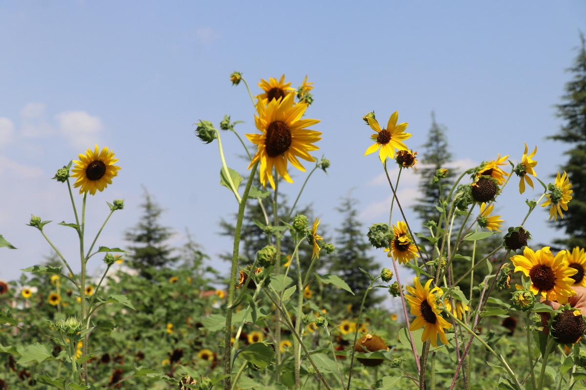D&uuml;nya Ay&ccedil;i&ccedil;eği Koleksiyonu Bah&ccedil;esi'nde kuraklığa dayanıklı ay&ccedil;i&ccedil;eği t&uuml;rleri geliştiriliyor