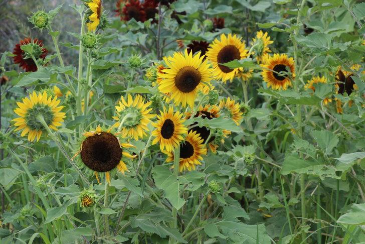 Dünya Ayçiçeği Koleksiyonu Bahçesi'nde kuraklığa dayanıklı ayçiçeği türleri geliştiriliyor G2