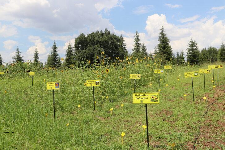 Dünya Ayçiçeği Koleksiyonu Bahçesi'nde kuraklığa dayanıklı ayçiçeği türleri geliştiriliyor G4
