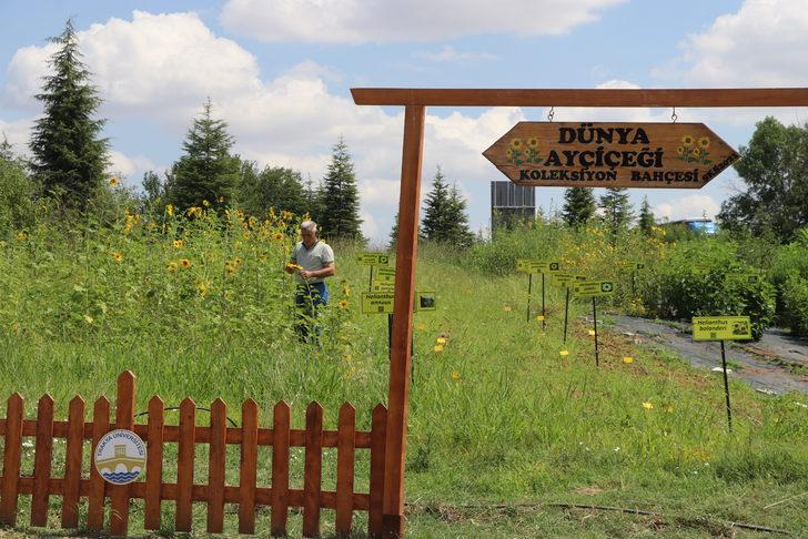 Dünya Ayçiçeği Koleksiyonu Bahçesi'nde kuraklığa dayanıklı ayçiçeği türleri geliştiriliyor G5
