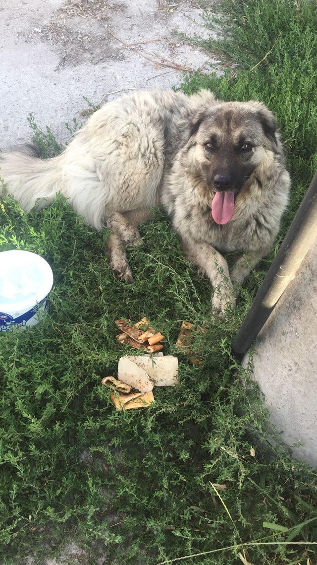 Köpeği ezmek için yolunu değiştirdi, 2 bin TL cezaya çarptırıldı - Güvenlik - Yalova - Altınova