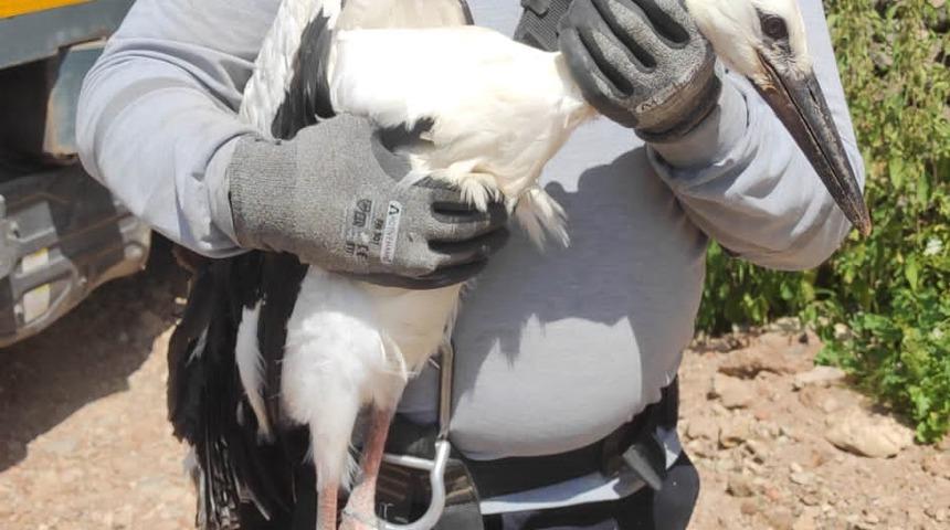 Ardahan'da ayağına ip sarıldığı için yuvasında mahsur kalan leylek kurtarıldı
