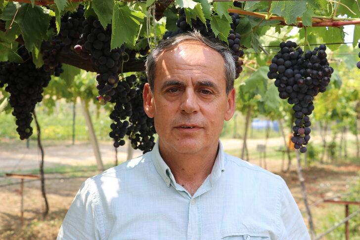 Tekirdağ'da "Trakya İlkeren" üzümünün hasadına yarın başlanacak G1