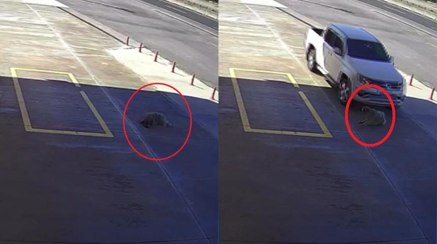 Bunun adı canilik: Yolunu değiştirip yerde yatan köpeği ezdi!