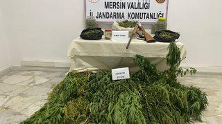 Mersin'de hayvan çadırında Hint keneviri yetiştirdiği iddia edilen zanlı tutuklandı