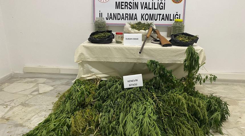 Mersin'de hayvan çadırında Hint keneviri yetiştirdiği iddia edilen zanlı tutuklandı