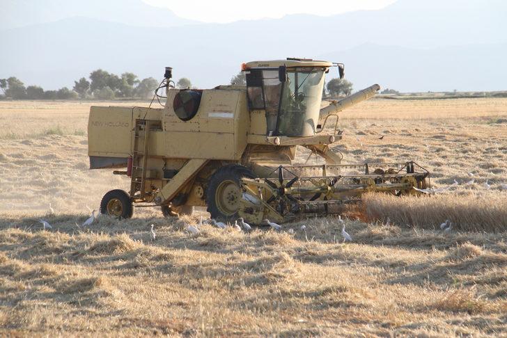 Sığır balıkçılları biçerdöver peşinde yiyecek avında G1
