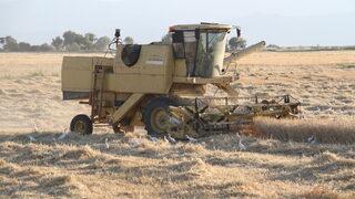 Sığır balıkçılları biçerdöver peşinde yiyecek avında