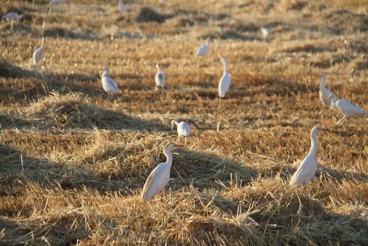 Sığır balıkçılları biçerdöver peşinde yiyecek avında G2