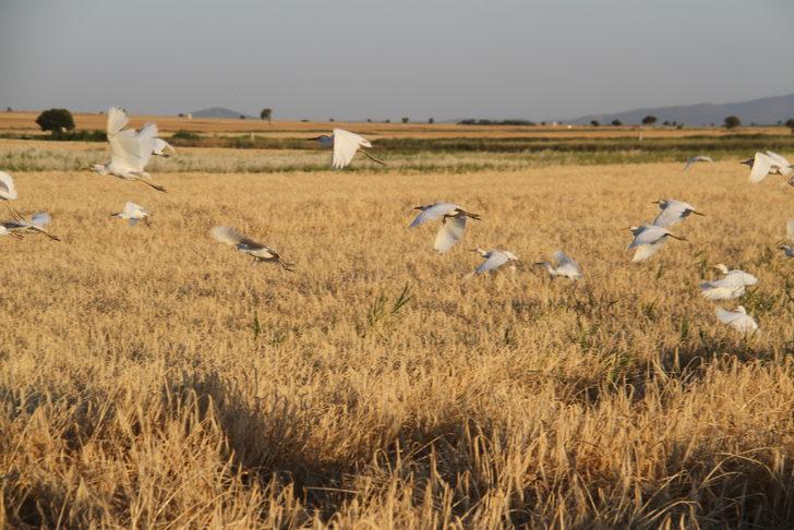 Sığır balıkçılları biçerdöver peşinde yiyecek avında G4