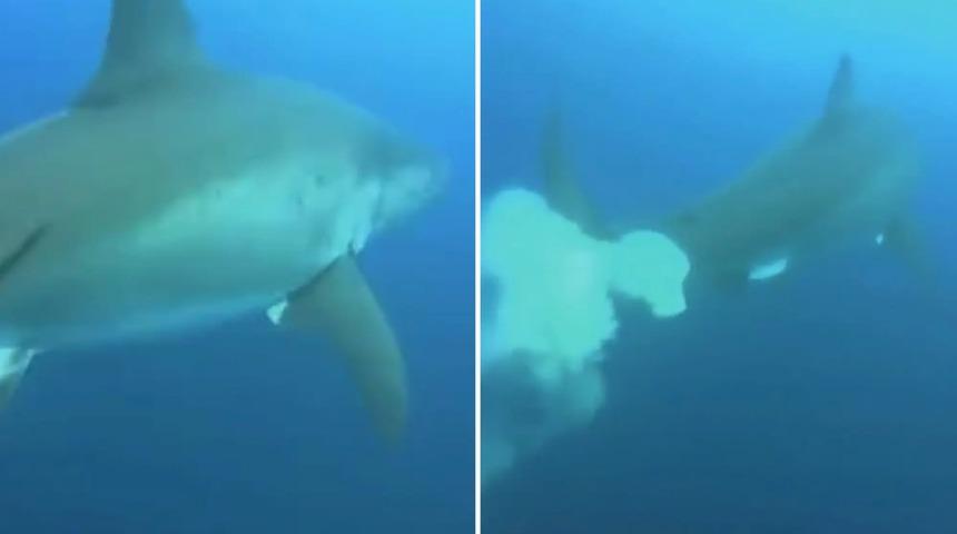 Şaşkına döndüler! Devasa köpekbalığını takip ederken bekledikleri bu kadarı değildi
