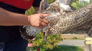 Muğla itfaiyesinden hayvan kurtarma mesaisi