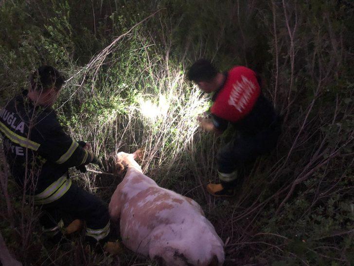 Muğla itfaiyesinden hayvan kurtarma mesaisi G3