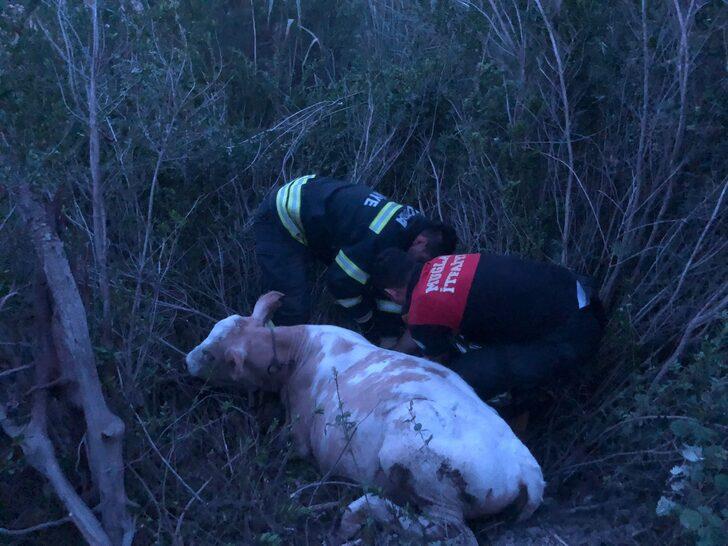 Muğla itfaiyesinden hayvan kurtarma mesaisi G4