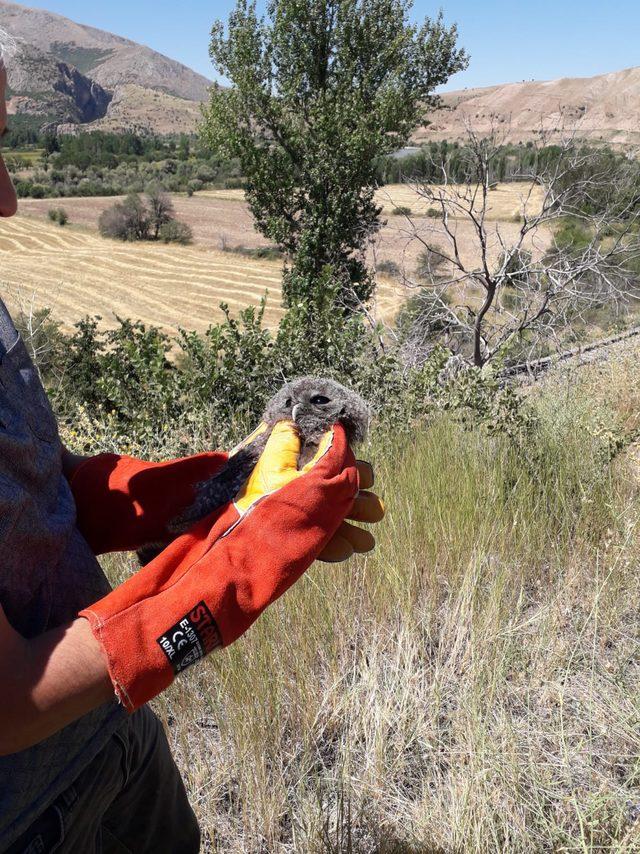 Erzincan'da tedavi edilen baykuş yavrusu doğaya bırakıldı
