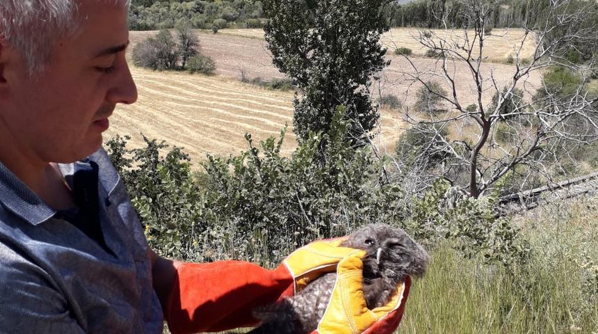 Erzincan'da tedavi edilen baykuş yavrusu doğaya bırakıldı
