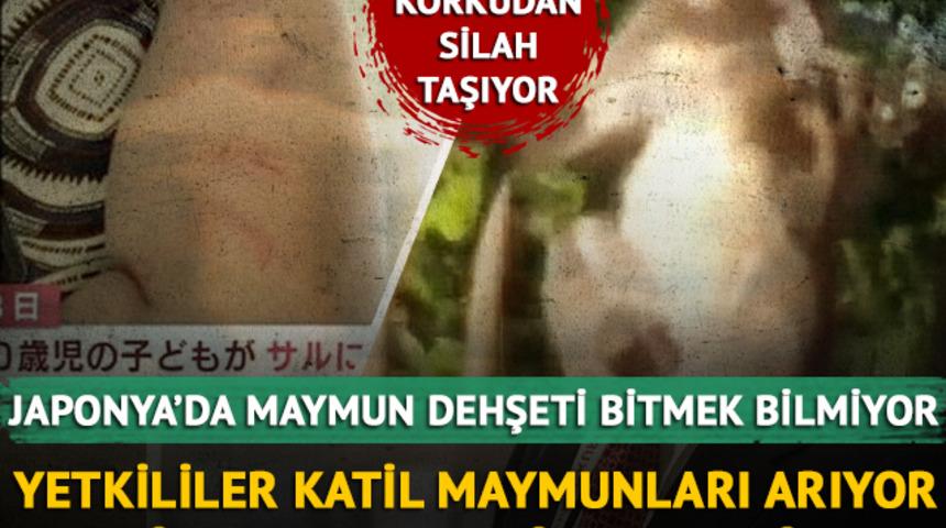 Japonya'da maymun terörü bitmiyor! Yetkililer katil maymun avında