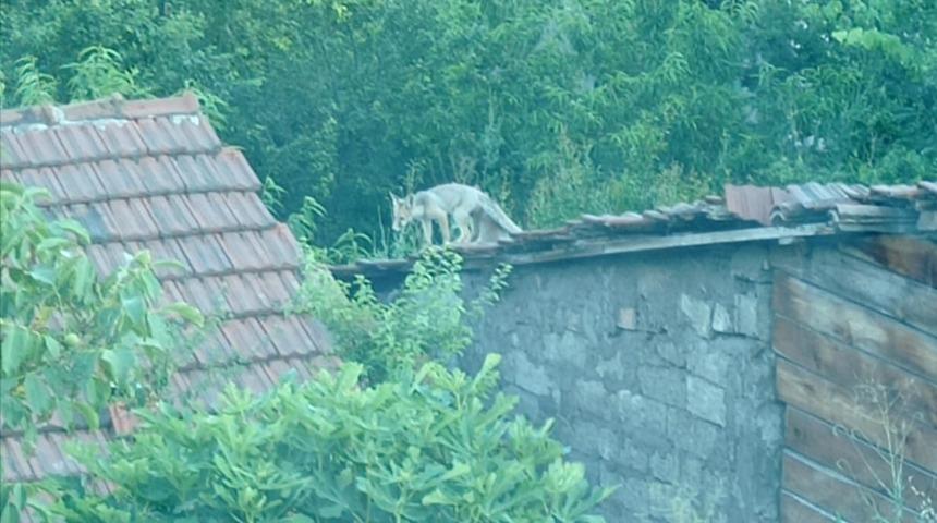 Karabük'te evlerin çatısında güneşlenen iki tilki cep telefonuyla görüntülendi