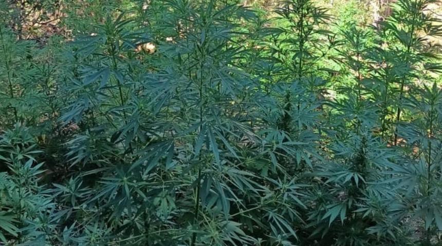 Hatay'da ormanlık alanda 6 bin 983 kök Hint keneviri bulundu