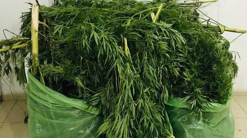 Adana'da mısır tarlasında Hint keneviri yetiştiren zanlı yakalandı