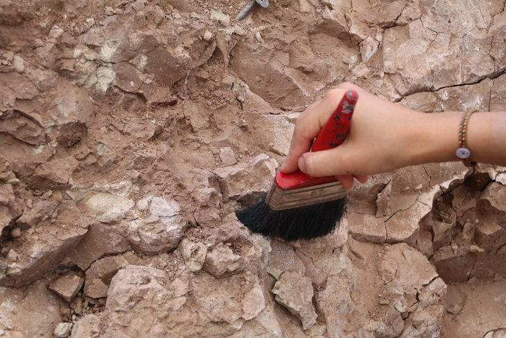Çankırı'da Çorakyerler Omurgalı Fosil Lokalitesi kazıları başladı G4