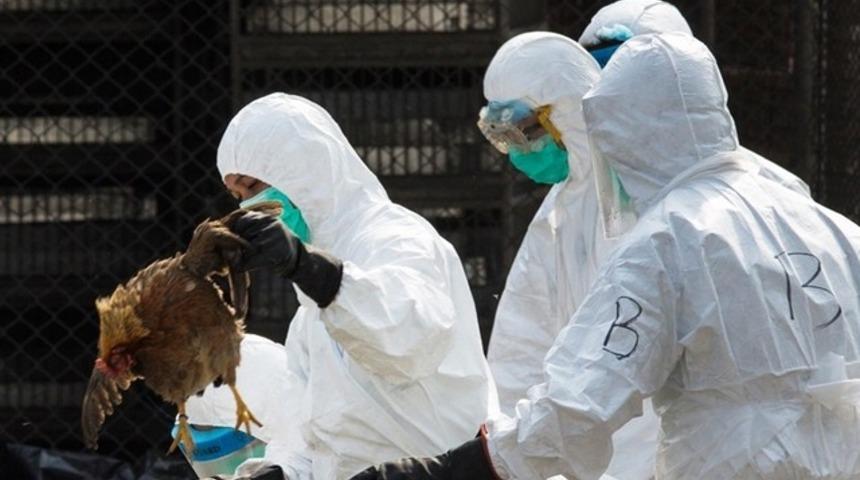 Domuz gribi gitti, kuş gribi geldi…