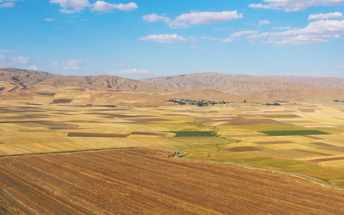 Bereketli Muş Ovası'nda 375 ton buğday rekoltesi bekleniyor