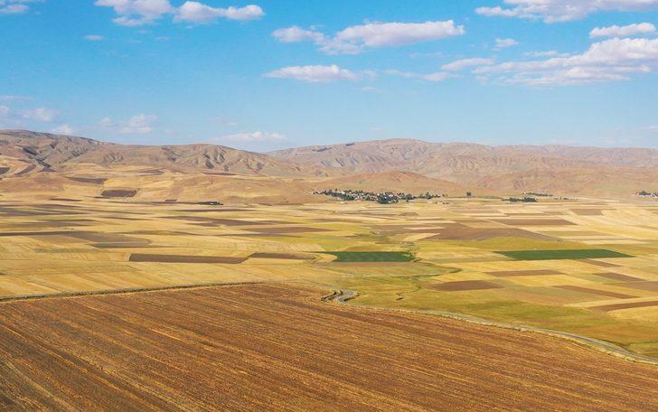 Bereketli Muş Ovası'nda 375 ton buğday rekoltesi bekleniyor G1