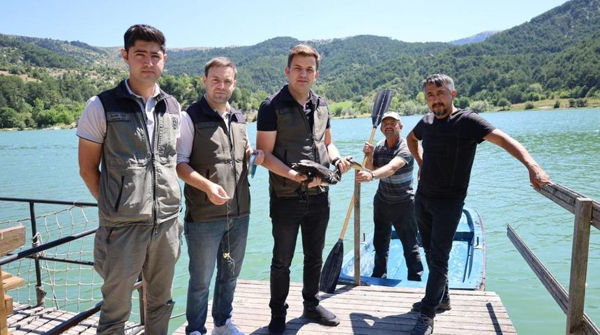 Çubuk Gölü'nde oltaya takılan balıkçıl kurtarıldı