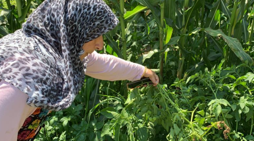 Tarlaya patates diye ekti, &ccedil;ıkan şey şaşkına &ccedil;evirdi! &Uuml;r&uuml;n&uuml; kontrol eden m&uuml;hendis: Yemeyin, zehirli