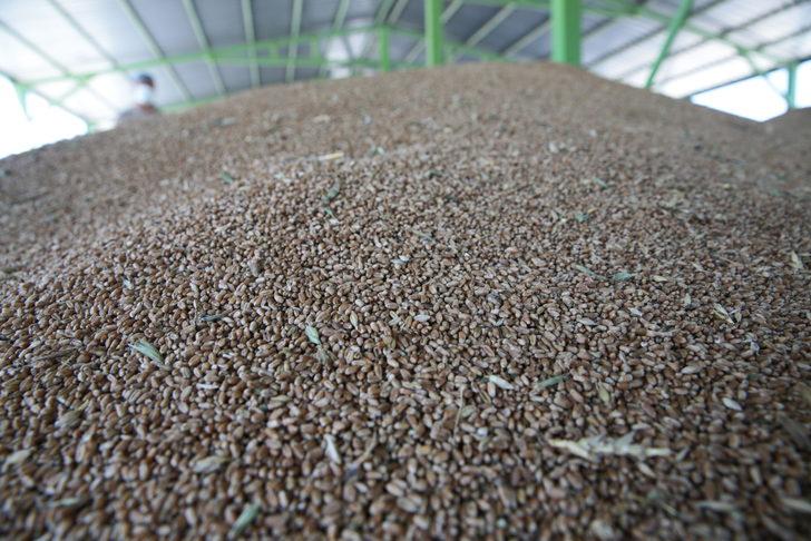 TMO Bolu'da hububat alımına başladı G1