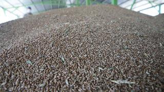 TMO Bolu'da hububat alımına başladı